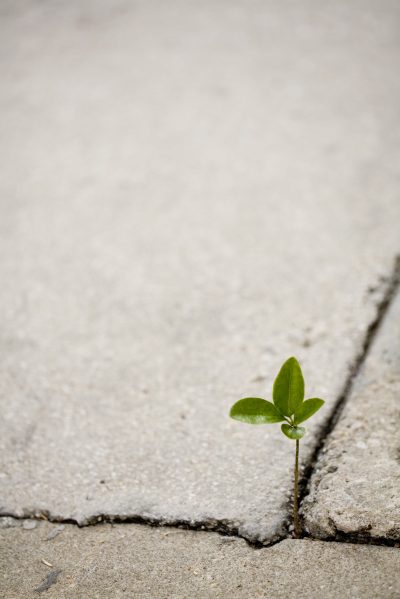 Image of plant rising up through a crack in the sidewalk